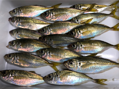 地元でちょこっとサビキと太刀魚釣り