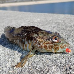 根魚釣り