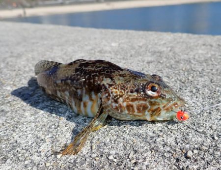 根魚釣り