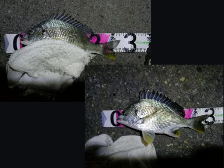 南港フェリーヘチ釣り （キビレ33cm,29cm,27cm ガシラ 釣果有り）