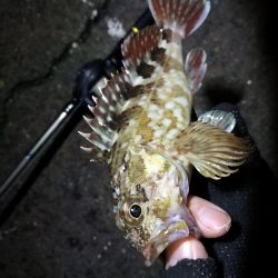 南港カモメ大橋ヘチ釣行 （無念。。チヌ釣果無し、ガシラ21ｃｍ釣果他有り）