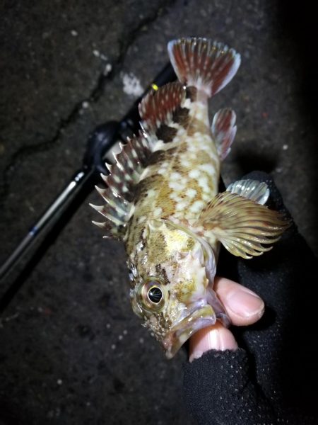 南港カモメ大橋ヘチ釣行 （無念。。チヌ釣果無し、ガシラ21ｃｍ釣果他有り）