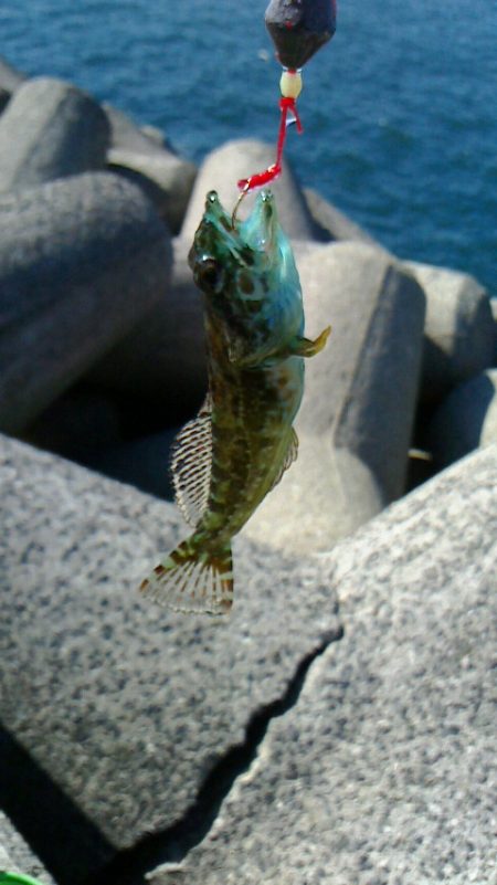 久しぶりの穴釣り