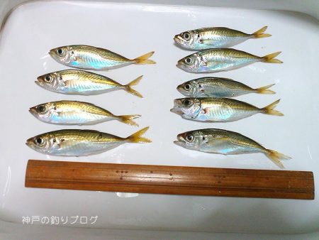 紀州釣り＆サビキ
