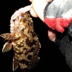 週の中日でも、釣りング！