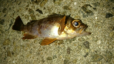 豆アジ釣れてます