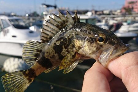 江井ヶ島漁港・根魚