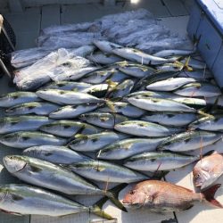 ふじしめ丸 釣果