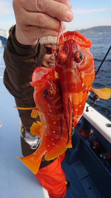 松栄丸 釣果