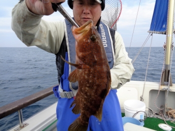 鯛紅丸 釣果