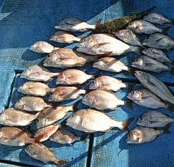 フィッシングガイド りょう 釣果