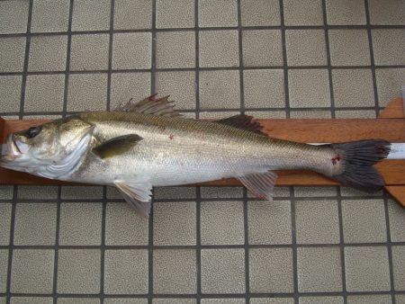 オリジナルメーカー海づり公園(市原市海づり施設) 釣果