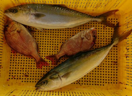 明神釣船 釣果