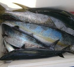 海龍丸（福岡） 釣果