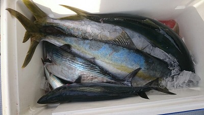 海龍丸（福岡） 釣果