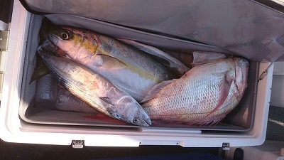 海龍丸（福岡） 釣果