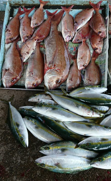 明神釣船 釣果