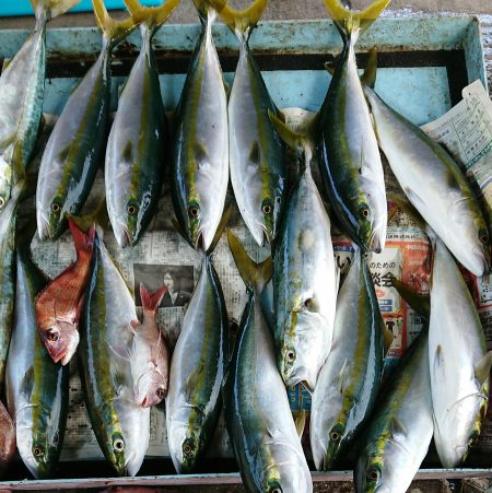 明神釣船 釣果