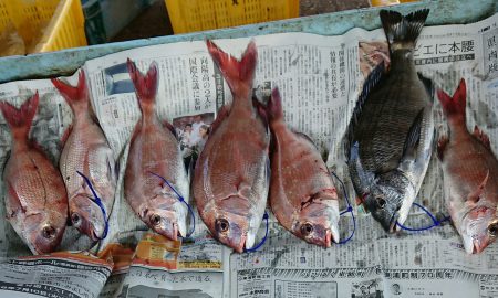 明神釣船 釣果