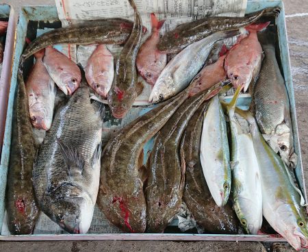 明神釣船 釣果