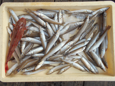 荒川屋 釣果