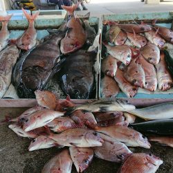 明神釣船 釣果