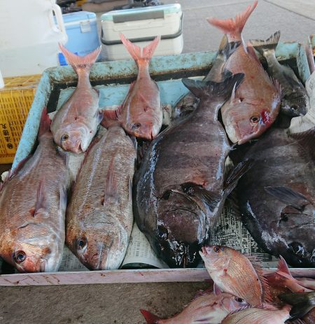 明神釣船 釣果