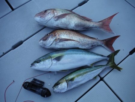 千代丸 釣果