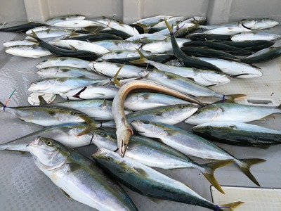 ミタチ丸 釣果