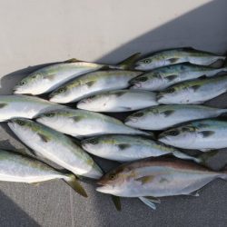 へいみつ丸 釣果