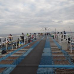 オリジナルメーカー海づり公園(市原市海づり施設) 釣果