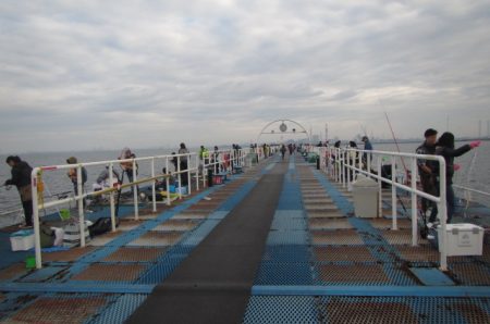 オリジナルメーカー海づり公園(市原市海づり施設) 釣果