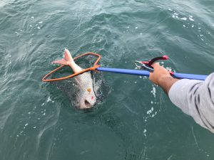 白墨丸 釣果