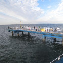 オリジナルメーカー海づり公園(市原市海づり施設) 釣果