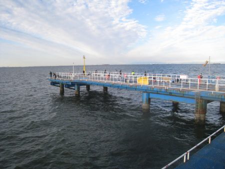 オリジナルメーカー海づり公園(市原市海づり施設) 釣果