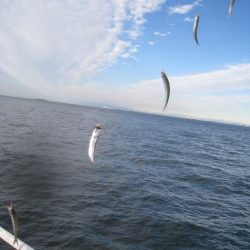 オリジナルメーカー海づり公園(市原市海づり施設) 釣果