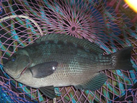 オリジナルメーカー海づり公園(市原市海づり施設) 釣果