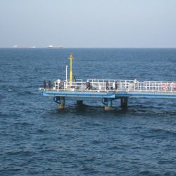 オリジナルメーカー海づり公園(市原市海づり施設) 釣果