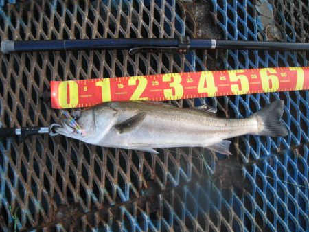 オリジナルメーカー海づり公園(市原市海づり施設) 釣果