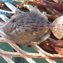 オリジナルメーカー海づり公園(市原市海づり施設) 釣果