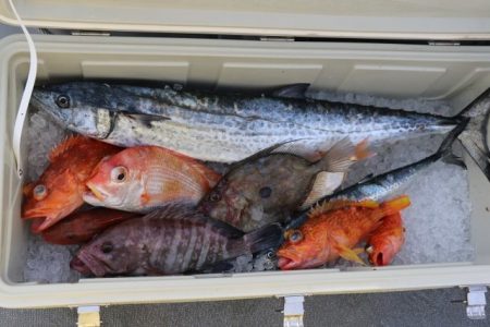 へいみつ丸 釣果