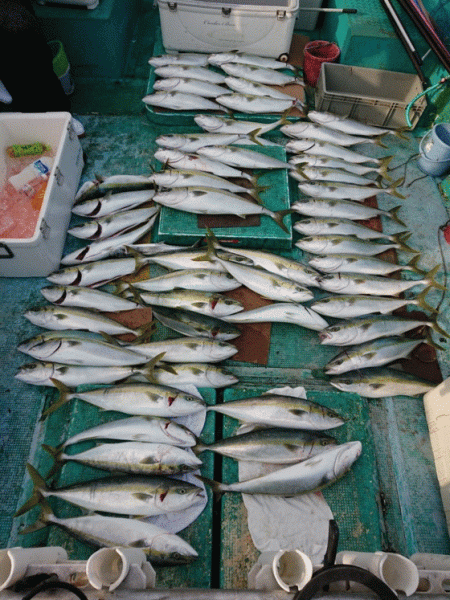 清和丸 釣果