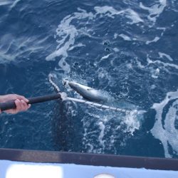 松鶴丸 釣果