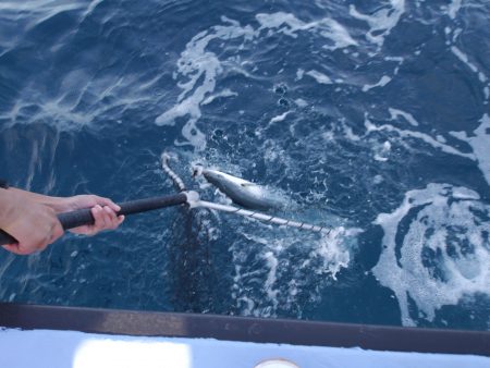 松鶴丸 釣果