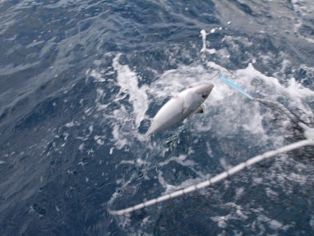 松鶴丸 釣果