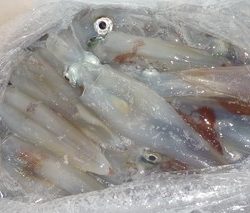 松福丸 釣果