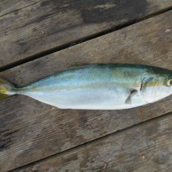 こかわ渡船　雅丸 釣果