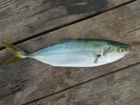 こかわ渡船　雅丸 釣果