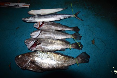 アジアマリンサービス 釣果