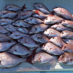 はらまる 釣果